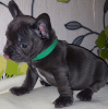 Photo №2 to announcement № 115324 for the sale of french bulldog - buy in United Kingdom breeder