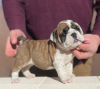 Photo №1. english bulldog - for sale in the city of Beverly Hills | 350$ | Announcement № 100199