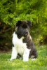 Photo №1. american akita - for sale in the city of Dnipro | 1414$ | Announcement № 69326