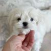 Photo №2 to announcement № 123034 for the sale of maltese dog - buy in Hungary private announcement