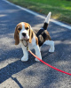 Photo №1. beagle - for sale in the city of Savonlinna | 380$ | Announcement № 124977