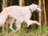 Photo №1. borzoi - for sale in the city of Birmingham | 1902$ | Announcement № 125934