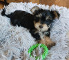 Photo №4. I will sell yorkshire terrier in the city of Naperville. breeder - price - 500$