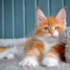 Photo №2 to announcement № 117797 for the sale of maine coon - buy in Poland 