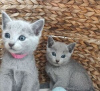 Photo №1. russian blue - for sale in the city of Антверпен | Is free | Announcement № 112776