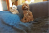 Photo №3. Toy Poodle. Serbia