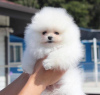 Photo №1. pomeranian - for sale in the city of Šamac | 300$ | Announcement № 63510