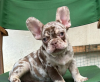 Photo №1. french bulldog - for sale in the city of Nachod | Is free | Announcement № 96522