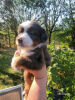 Photo №1. australian shepherd - for sale in the city of Iowa City | 400$ | Announcement № 111390