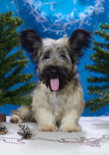 Photo №2 to announcement № 4553 for the sale of skye terrier - buy in Russian Federation from nursery