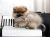 Additional photos: Pomeranian Girl, Orange Sable