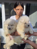 Photo №4. I will sell samoyed dog in the city of Kragujevac.  - price - negotiated