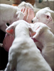 Photo №3. Dogo argentino puppies. Documents, tests, vaccinations, brands.. Russian Federation