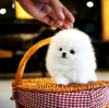 Photo №2 to announcement № 111997 for the sale of pomeranian - buy in Switzerland private announcement, breeder