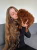 Photo №3. Toy Poodle Red Brown. Czech Republic