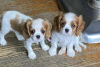 Photo №3. Cavalier King Charles Spaniel Puppies For adoption. Finland