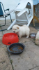 Photo №4. I will sell chow chow in the city of London. private announcement - price - 317$