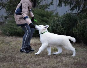 Photo №3. BSO Puppy Swiss White Shepherd Dog. Ukraine