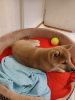 Photo №4. I will sell shiba inu in the city of Warsaw. private announcement - price - negotiated