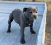 Photo №1. staffordshire bull terrier - for sale in the city of Апелдорн | Is free | Announcement № 123946