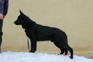 Photo №2 to announcement № 3074 for the sale of german shepherd - buy in Russian Federation from nursery, from the shelter