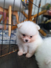 Photo №4. I will sell pomeranian in the city of Derbent.  - price - 350$