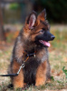 Photo №3. Puppy. German Shepherd.. United States