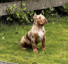 Photo №2 to announcement № 79574 for the sale of american bully - buy in Germany private announcement