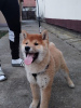Photo №1. shiba inu - for sale in the city of Zrenjanin | 370$ | Announcement № 94814