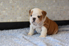 Photo №2 to announcement № 30196 for the sale of english bulldog - buy in Germany private announcement, breeder