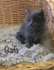 Photo №2 to announcement № 40054 for the sale of maine coon - buy in Poland breeder