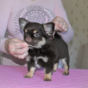 Photo №2 to announcement № 6930 for the sale of chihuahua - buy in Russian Federation breeder