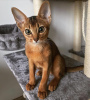 Photo №1. abyssinian cat - for sale in the city of Амстердам | negotiated | Announcement № 84081