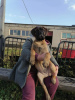 Photo №2 to announcement № 15278 for the sale of bullmastiff - buy in Russian Federation private announcement, from nursery