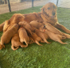 Photo №3. Male and female Golden Retriever for adoption. Germany