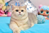 Photo №2 to announcement № 36926 for the sale of british shorthair - buy in Ukraine from nursery, breeder