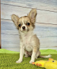 Photo №1. chihuahua - for sale in the city of Munich | 423$ | Announcement № 103980