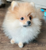 Photo №1. pomeranian - for sale in the city of Tbilisi | 700$ | Announcement № 28353