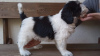 Photo №3. Puppy Polish Lowland Sheepdog Puppy - Polish Lowland Sheepdog FCI. Poland