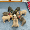 Photo №2 to announcement № 69124 for the sale of french bulldog - buy in Finland 