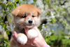 Photo №4. I will sell akita in the city of Khmelnitsky. breeder - price - 1300$