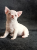 Photo №4. I will sell chihuahua in the city of Grodno. from nursery, breeder - price - 377$