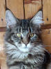 Photo №2 to announcement № 11768 for the sale of maine coon - buy in Russian Federation from nursery, breeder