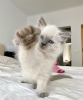 Photo №3. Rag doll rare kitten breed. Germany