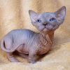 Photo №3. Adorable Sphynx Babies. United States