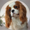Photo №1. cavalier king charles spaniel - for sale in the city of Москва | 3254$ | Announcement № 50678