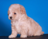 Additional photos: Maltipoo F1 puppies