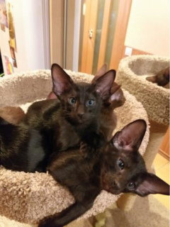 Photo №2 to announcement № 1304 for the sale of oriental shorthair - buy in Russian Federation private announcement