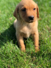 Photo №1. labrador retriever - for sale in the city of Братислава | 312$ | Announcement № 28967