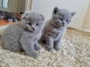 Photo №1. scottish fold - for sale in the city of Tonga | negotiated | Announcement № 10004